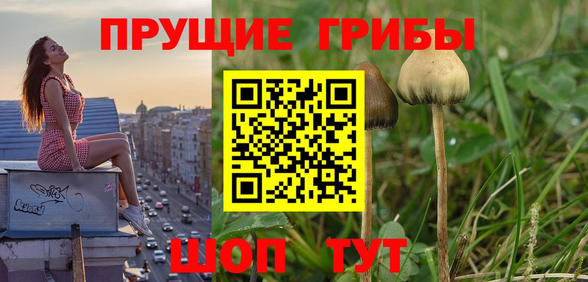 Псилоцибиновые грибы прущие грибы Уссурийск